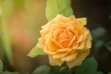 Bahçedeki güller, güzel güneşli bir günde güller güzeldir..