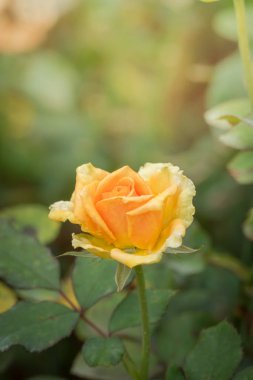 Bahçedeki güller, güzel güneşli bir günde güller güzeldir..