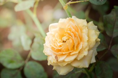 Bahçedeki güller, güzel güneşli bir günde güller güzeldir..
