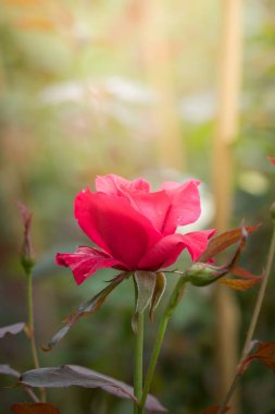 Bahçedeki güller, güzel güneşli bir günde güller güzeldir..