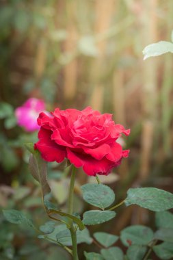 Bahçedeki güller, güzel güneşli bir günde güller güzeldir..