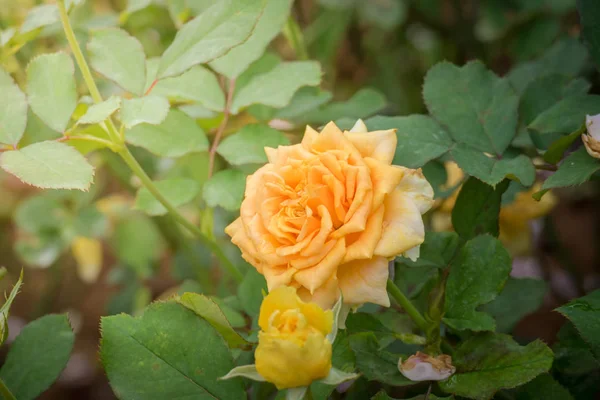 Roses Dans Jardin Les Roses Sont Belles Avec Une Belle — Photo