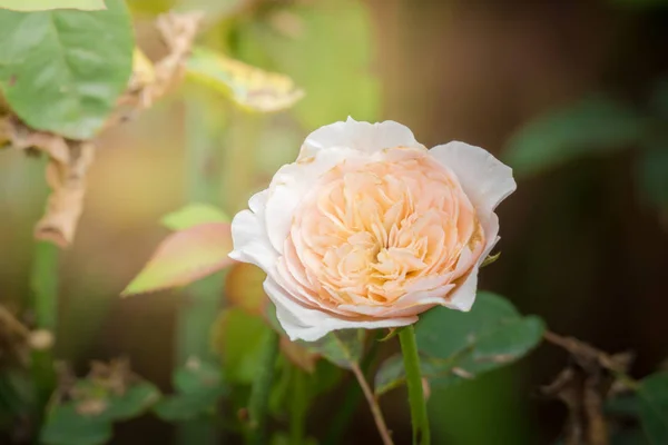 Rosas Jardín Rosas Son Hermosas Con Hermoso Día Soleado — Foto de Stock