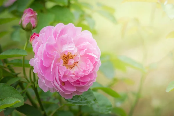 Rosas Jardín Rosas Son Hermosas Con Hermoso Día Soleado —  Fotos de Stock