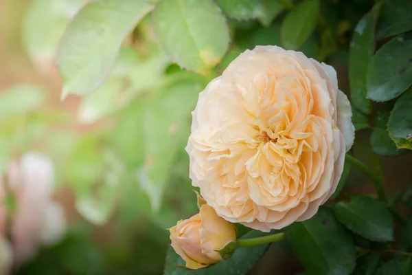 Rosas Jardín Rosas Son Hermosas Con Hermoso Día Soleado — Foto de Stock