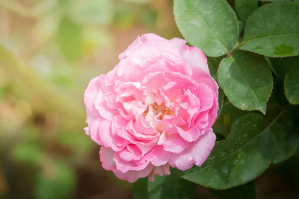 Rosas Jardín Rosas Son Hermosas Con Hermoso Día Soleado — Foto de Stock