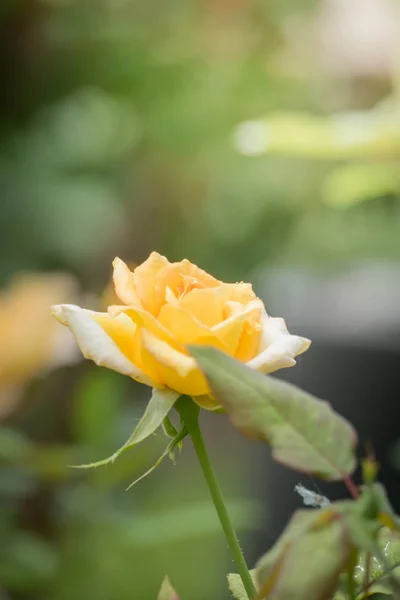 Roses Dans Jardin Les Roses Sont Belles Avec Une Belle — Photo