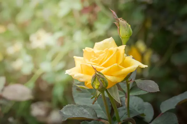 Rosas Jardín Rosas Son Hermosas Con Hermoso Día Soleado — Foto de Stock