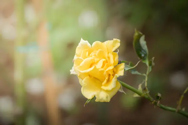 花园里的玫瑰 玫瑰是美丽的 阳光灿烂 — 图库照片