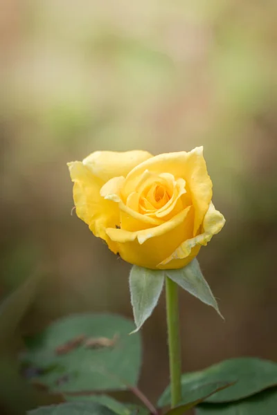 Rosas Jardín Rosas Son Hermosas Con Hermoso Día Soleado — Foto de Stock