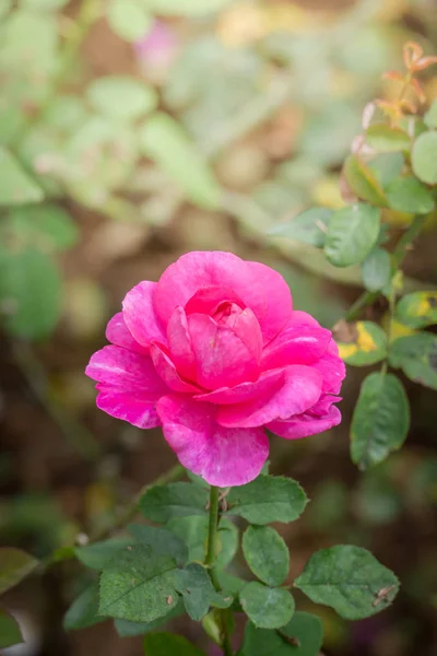 Rosas Jardín Rosas Son Hermosas Con Hermoso Día Soleado — Foto de Stock