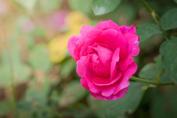 Rosas Jardín Rosas Son Hermosas Con Hermoso Día Soleado — Foto de Stock