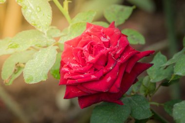 Bahçedeki güller, güzel güneşli bir günde güller güzeldir..