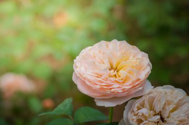 Bahçedeki güller, güzel güneşli bir günde güller güzeldir..