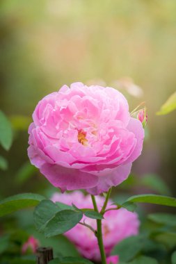 Bahçedeki güller, güzel güneşli bir günde güller güzeldir..