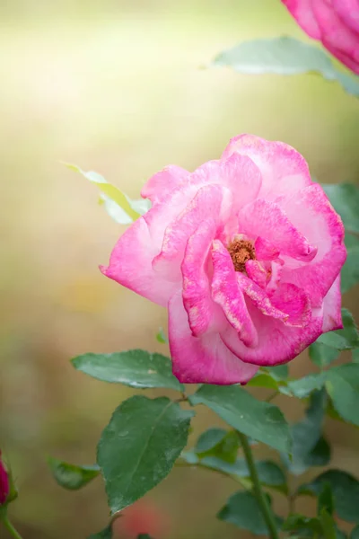 Rosas Jardín Rosas Son Hermosas Con Hermoso Día Soleado — Foto de Stock