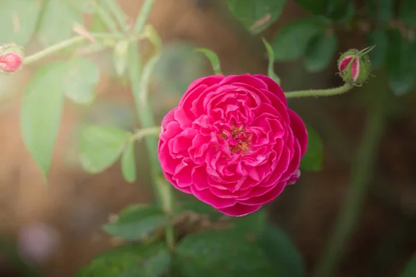 Rosas Jardín Rosas Son Hermosas Con Hermoso Día Soleado — Foto de Stock