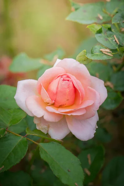 Roses Dans Jardin Les Roses Sont Belles Avec Une Belle — Photo