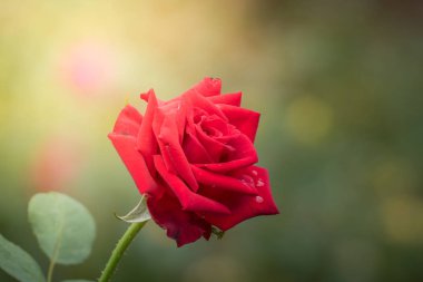 Bahçedeki güller, güzel güneşli bir günde güller güzeldir..