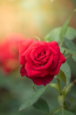 Bahçedeki güller, güzel güneşli bir günde güller güzeldir..