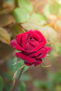 Bahçedeki güller, güzel güneşli bir günde güller güzeldir..