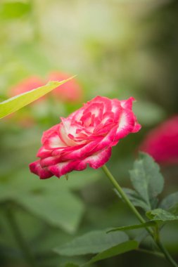 Bahçedeki güller, güzel güneşli bir günde güller güzeldir..