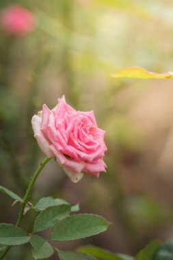 Bahçedeki güller, güzel güneşli bir günde güller güzeldir..
