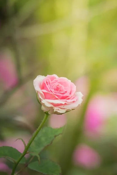 Rosas Jardín Rosas Son Hermosas Con Hermoso Día Soleado — Foto de Stock