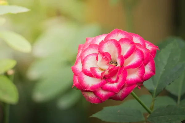 Rosas Jardim Rosas São Bonitas Com Belo Dia Ensolarado — Fotografia de Stock