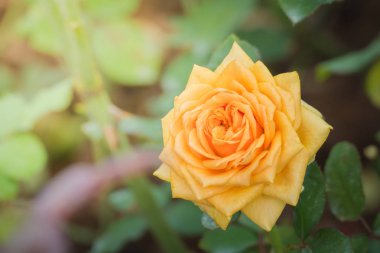 Bahçedeki güller, güzel güneşli bir günde güller güzeldir..