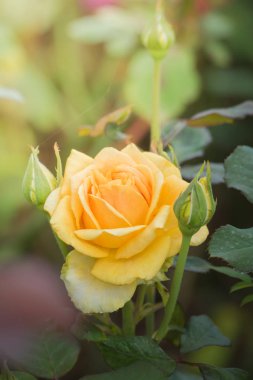 Bahçedeki güller, güzel güneşli bir günde güller güzeldir..
