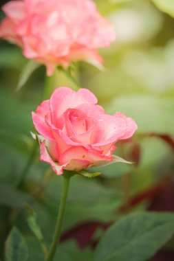 Bahçedeki güller, güzel güneşli bir günde güller güzeldir..