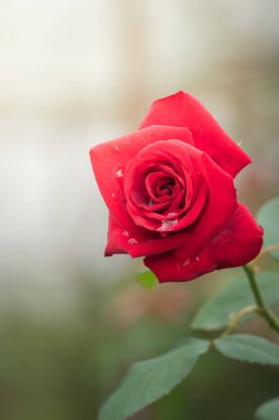 Bahçedeki güller, güzel güneşli bir günde güller güzeldir..