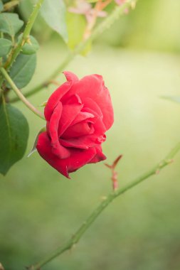 Bahçedeki güller, güzel güneşli bir günde güller güzeldir..