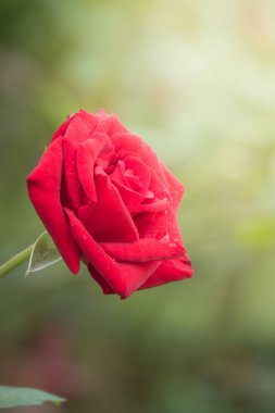 Bahçedeki güller, güzel güneşli bir günde güller güzeldir..