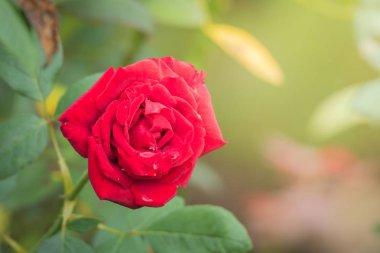 Bahçedeki güller, güzel güneşli bir günde güller güzeldir..