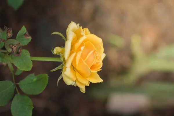 Rosas Jardín Rosas Son Hermosas Con Hermoso Día Soleado — Foto de Stock