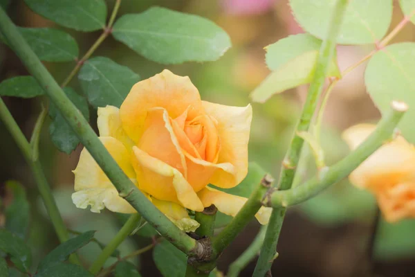 Rosas Jardín Rosas Son Hermosas Con Hermoso Día Soleado — Foto de Stock