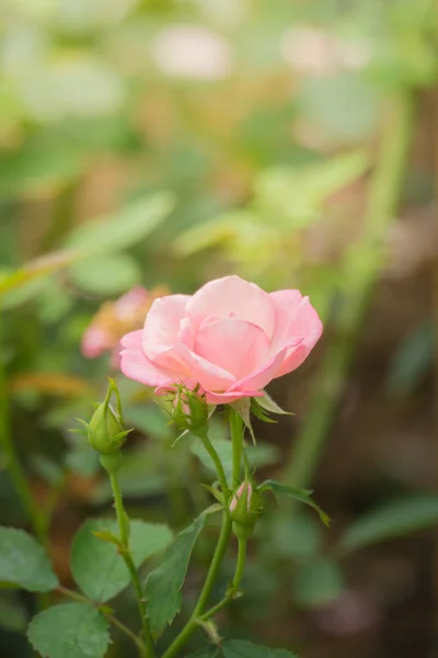 Rosas Jardín Rosas Son Hermosas Con Hermoso Día Soleado — Foto de Stock