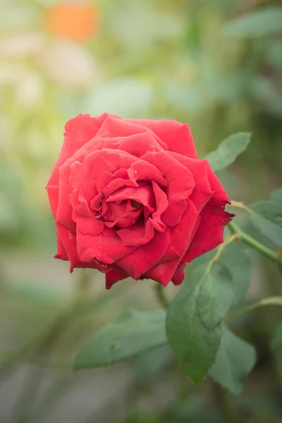 Rosas Jardín Rosas Son Hermosas Con Hermoso Día Soleado — Foto de Stock