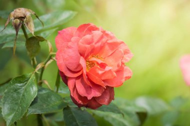 Bahçedeki güller, güzel güneşli bir günde güller güzeldir..