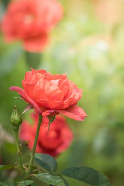 Bahçedeki güller, güzel güneşli bir günde güller güzeldir..