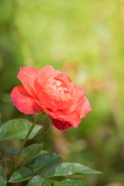 Bahçedeki güller, güzel güneşli bir günde güller güzeldir..