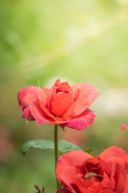 Bahçedeki güller, güzel güneşli bir günde güller güzeldir..