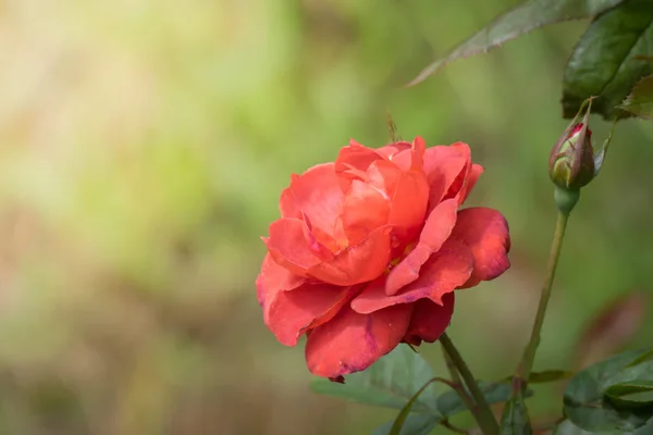 Roses Garden Roses Beautiful Beautiful Sunny Day — Stock Photo, Image