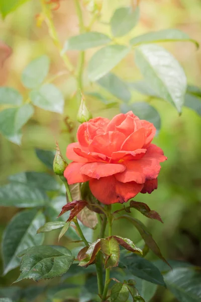 Rose Giardino Rose Sono Belle Con Una Bella Giornata Sole — Foto Stock