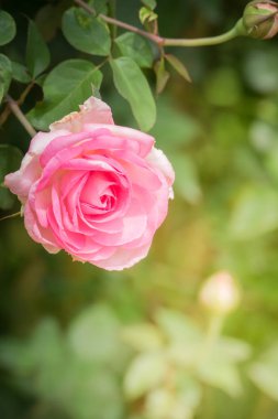 Bahçedeki güller, güzel güneşli bir günde güller güzeldir..