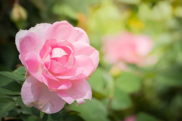 Rosas Jardín Rosas Son Hermosas Con Hermoso Día Soleado — Foto de Stock