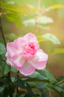 Bahçedeki güller, güzel güneşli bir günde güller güzeldir..