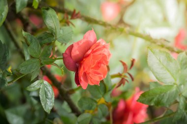 Bahçedeki güller, güzel güneşli bir günde güller güzeldir..